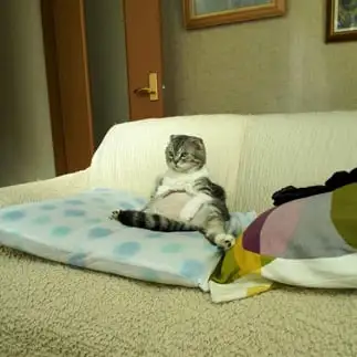 おっさんすぎるネコ　　れいこさん