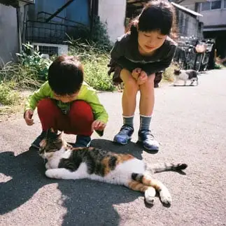 多すぎるネコ　　桝田モモナさん