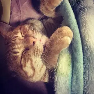 眠すぎるネコ　　中村さん