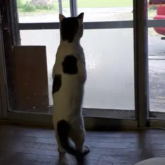 立ち上がりすぎるネコ　　黒川 真さん