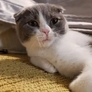 おちょぼ口すぎるネコ　　トモさん
