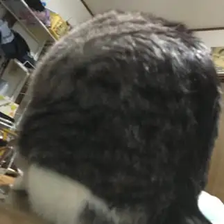 まるすぎるネコ　　みあさん