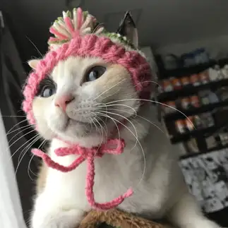 天使すぎるネコ　　徒然猫屋。さん