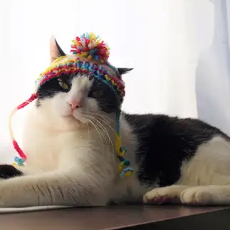 モデルすぎるネコ　　徒然猫屋。さん