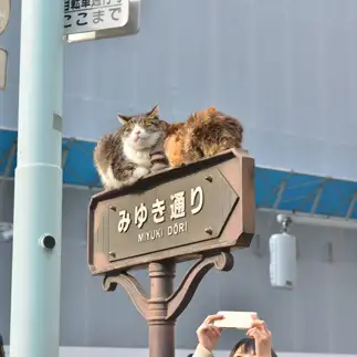 のんびりすぎるネコ　　Kazun総督さん