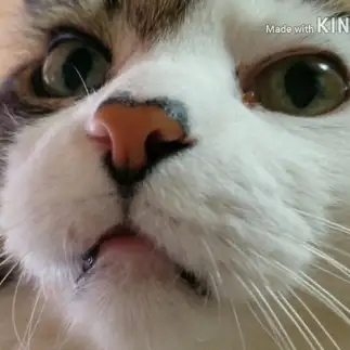 鼻がハート♥すぎるネコ　　永井 元さん
