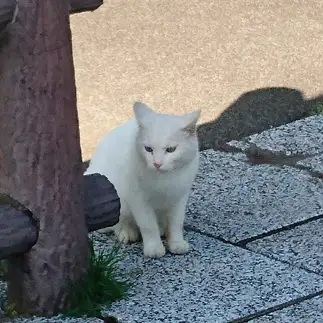 ジブリのイケメンすぎるネコ　　サッキーさん