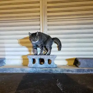 怪盗すぎるネコ　　サッキーさん