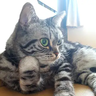 考えすぎるネコ　　おるるの下僕さん