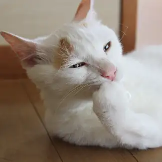 物思いにふけすぎるネコ　　わた吹さん