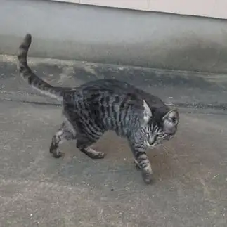 拳法の達人すぎるネコ　　ぽぽぽさん