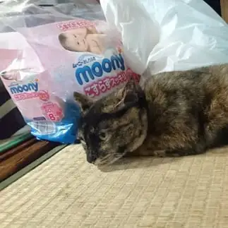 育児疲れすぎるネコ　　ぽぽぽさん