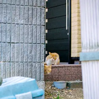 ひょっこりしすぎるネコ　　しいさん