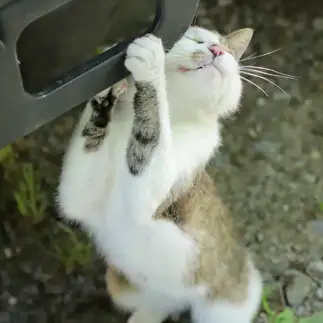 車が好きすぎるネコ　　みんさん