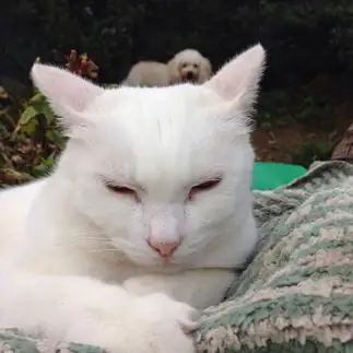 はまりすぎるネコ　　ひめこさん