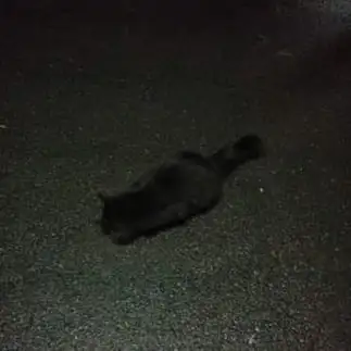 ツチノコすぎるネコ　　シスさん