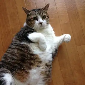 食べすぎるネコ　　ミンミンさん