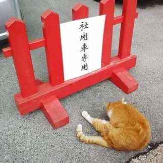 社用車すぎるネコ　　PPさん