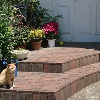 狛犬すぎるネコ　　キャットストリートさん