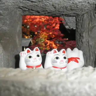 萌え(燃え)すぎるネコ　　キャットストリートさん