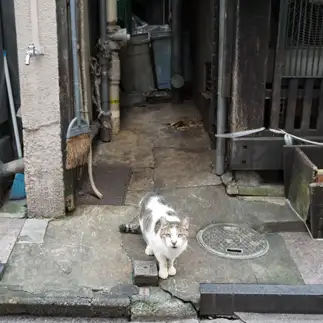 私を呼びすぎるネコ　　りったさん