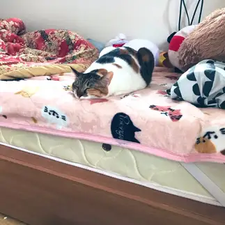 ツチノコすぎるネコ　　みゅりんさん
