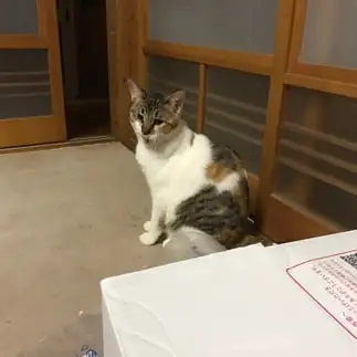 合唱部すぎるネコ　　みゅりんさん