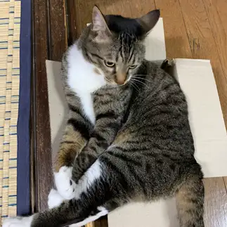 はみ出すぎるネコ　　橋谷 渡さん