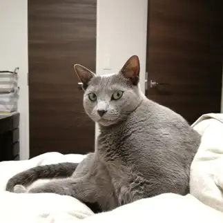 ドヤ顔すぎるネコ　　Keddyさん