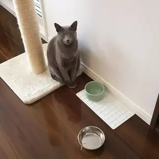 圧が強すぎるネコ　　Keddyさん