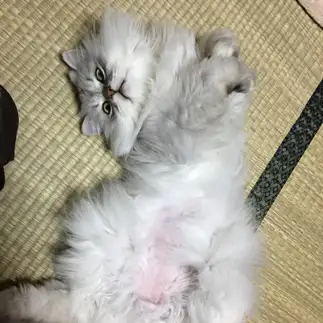 恥ずかしすぎるネコ　　鈴木一男さん