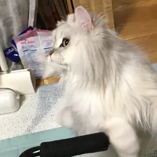 問いかけるすぎるネコ　　鈴木一男さん