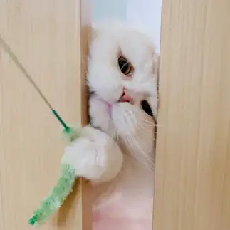 顔をねじ込みすぎるネコ　　なおさん