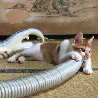暇を持て余しすぎるネコ　　はなさん