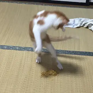 アクロバティックすぎるネコ　　たろうさん