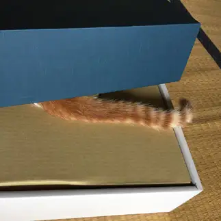 頭隠して尻隠さずすぎるネコ　　たろうさん