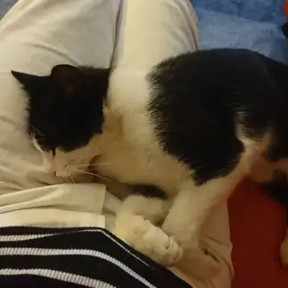 飼い主を独占しすぎるネコ　　ネモ船長さん