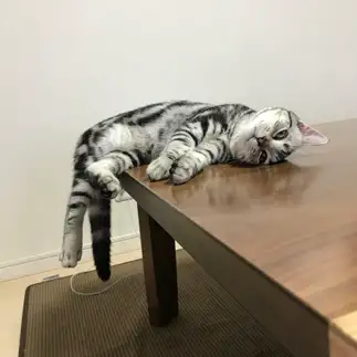 端っこすぎるネコ　　たいくんさん