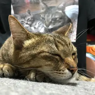 ねむすぎるネコ　　堂園国彦さん