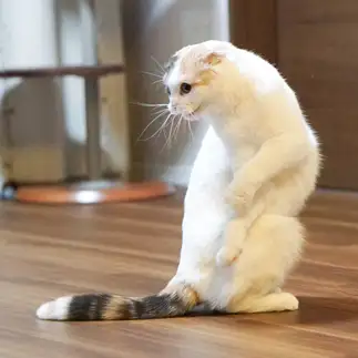 まわりすぎるネコ　　わに姫さん