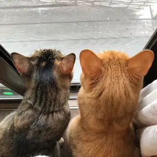 お外の監視が厳重すぎるネコ　　かみななさん