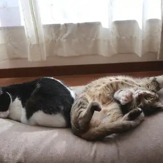安眠妨害すぎるネコ　　モコネコさん