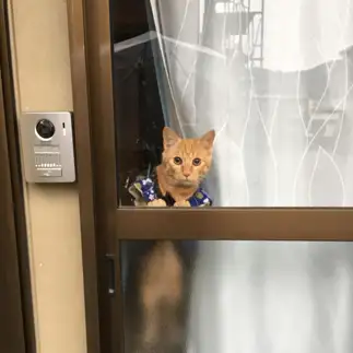 自宅警備員すぎるネコ　　とらろこさん