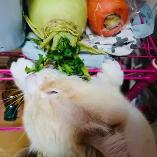 ベジダリアンすぎるネコ　　けろけろさん