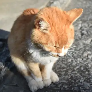 日向が大好きすぎるネコ　　3096さん