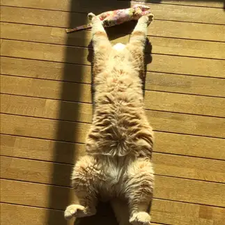 バンザイが上手すぎるネコすぎるネコ　　Tomoさん