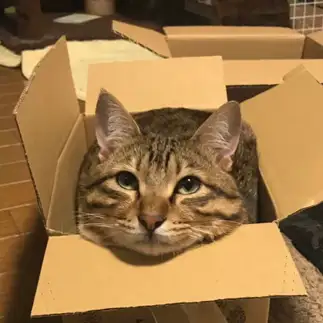 狭すぎるネコ　　ぴんくかっぱさん