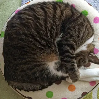 アンモニャイトすぎるネコ　　れんげのあにきさん