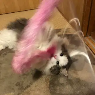 やばすぎるネコ　　さっちゃんさん