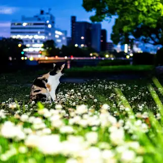 夜景を楽しみすぎるネコ　　N.O.Tさん